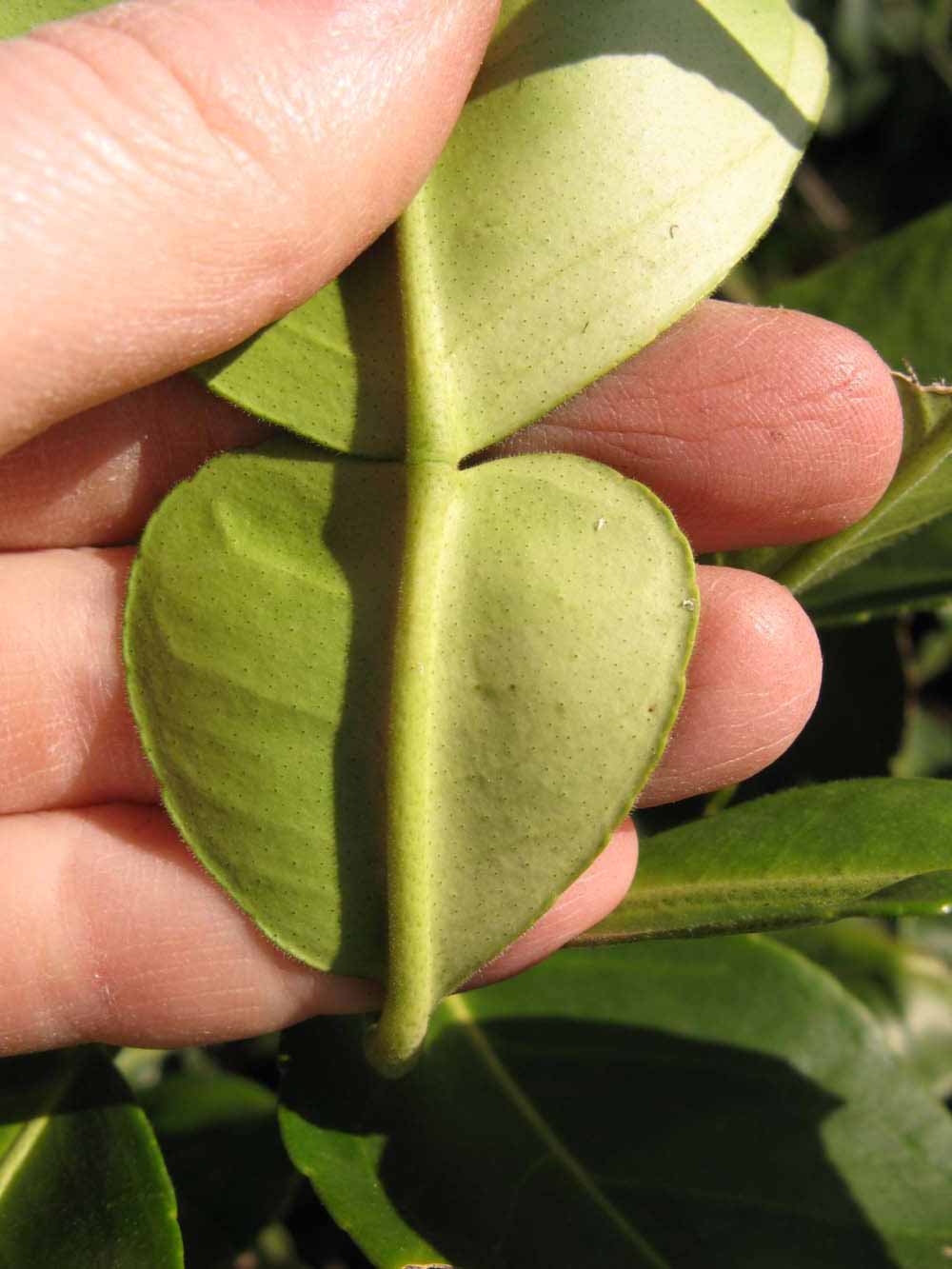              Petiole (Winter Haven, FL)       